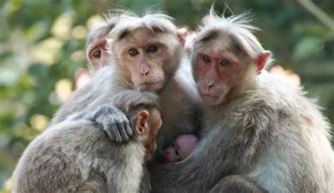 猴子的寿命最长能活多少年 猴子智商相当于人类几岁 - 生活常识 - 领啦网