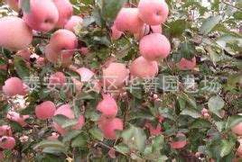 泰安苹果苗哪里有苹果苗苹果苗价格哪里苹果苗便宜|黑松图片及价格-泰安开发区华普园艺场