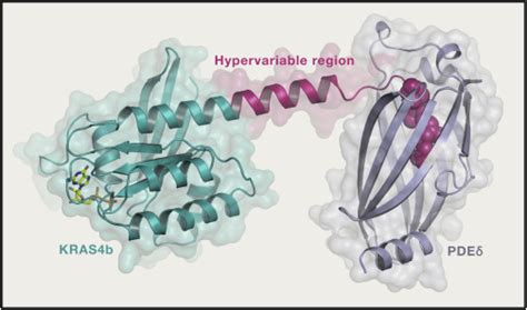 Cas Protein - Cas9蛋白作用机制详解 - 知乎