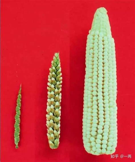 玉米何时传入中国-百度经验