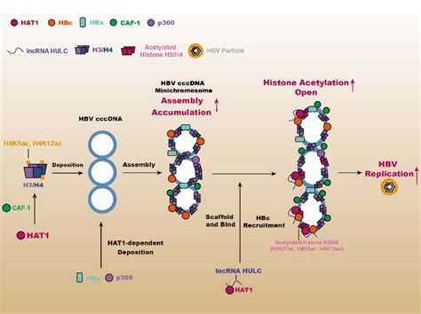 HBV-DNA阳性，什么时候启动抗病毒治疗？_HBeAg_患者_进行