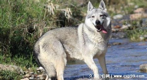 9种长的最像狼的犬，第4种因太像狼甚至被多个国家禁养