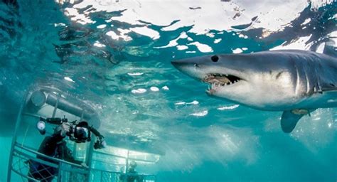 海洋馆里的鲨鱼为什么会和其他鱼类和平共处？