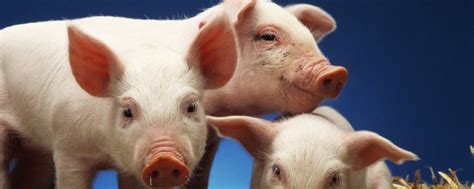 母猪养殖方法和注意护理 母猪怎么养殖_知秀网