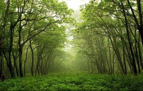 夏季森林图片-树木和石头覆盖着苔藓的幻想森林素材-高清图片-摄影照片-寻图免费打包下载