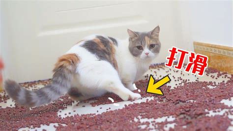 在地上撒满豆豆，猫咪走过会不会滑倒？猫：脚滑了！_高清1080P在线观看平台_腾讯视频
