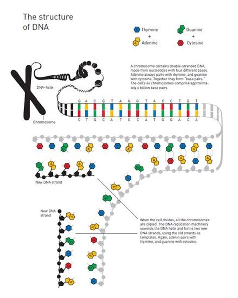 基因与“一切”有关？30篇论文提供“确凿证据”-观察-生物探索
