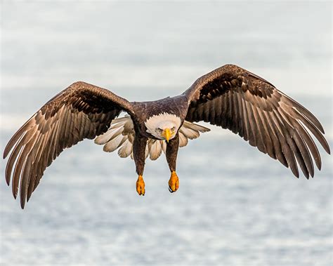 Bald Eagle In Flight Closeup Fine Art Photo Print For Sale | Photos by ...