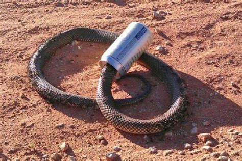 蛇的生命太强大了！澳洲男子海滩发现一条无头蛇还能蠕动！_毒蛇新闻_毒蛇网