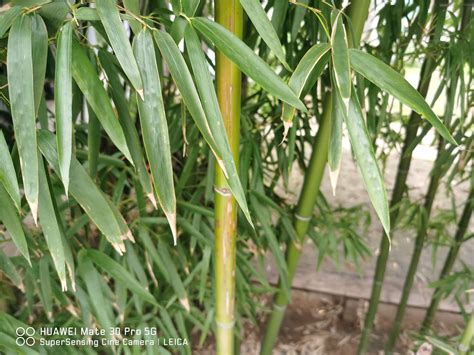 竹子长竹节的原因（竹子为什么有竹节） - 达达搜
