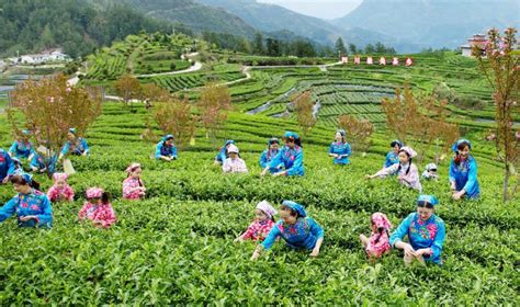 达州万源市：做好茶旅融合富民文章 奏响乡村振兴和美乐章---四川日报电子版