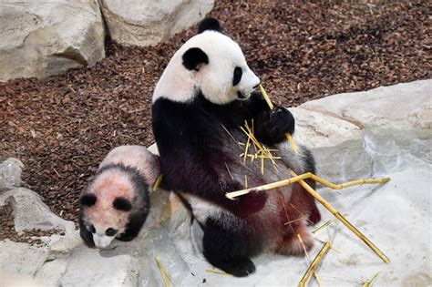 法国大熊猫宝宝“圆梦”首秀 被赞“会动的毛绒玩具” | 北晚新视觉