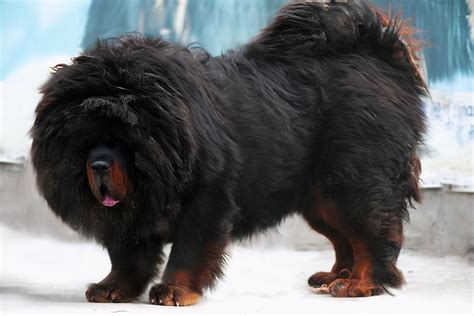 最温顺的狗 最温顺的大型狗_宠物百科 - 养宠客