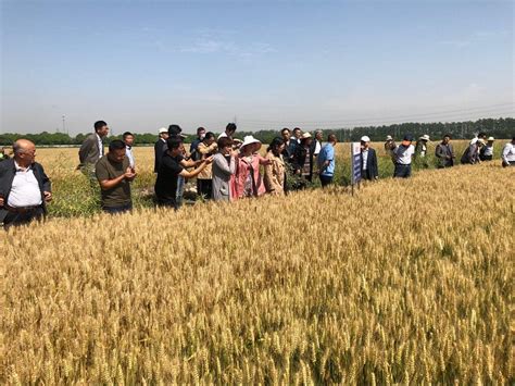 如东县组织召开2018年夏熟小麦新品种观摩推广会议_简讯_资讯_种业商务网