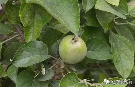 在苹果树上成熟高清图片下载-正版图片506701973-摄图网