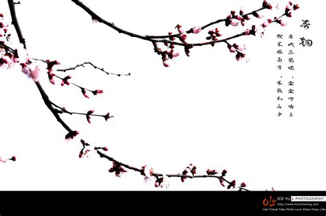 古诗《春晓》中描写了春天的哪些景色？