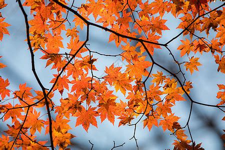 秋天枫树林高清图片下载-正版图片500716781-摄图网