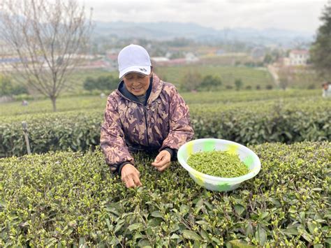 兴隆坳：茶山春意浓 春茶采摘忙 - 热点 - 秀山网