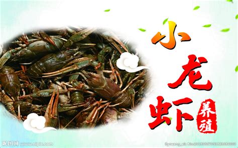 创意小龙虾宣传海报图片_海报_编号10706741_红动中国