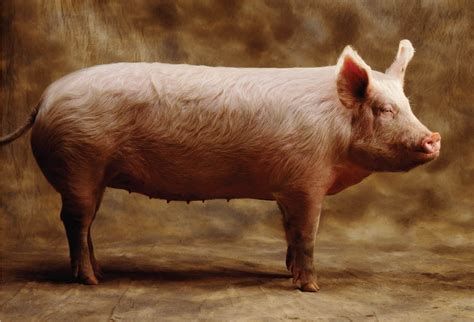 How to Fatten Up a Pig The Right Way With These 10 Tips