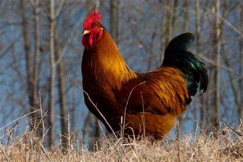 中国巨型鸡品种-农百科
