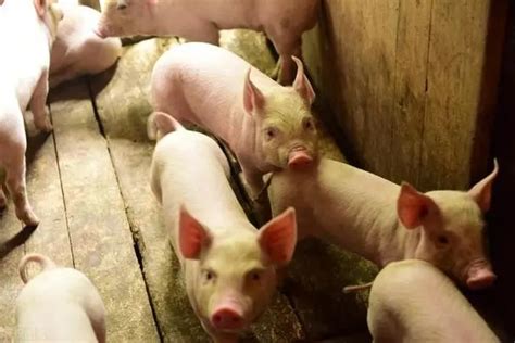 2022年生猪养殖行业市场分析_财富号_东方财富网