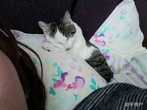 女生在宿舍养猫，见猫咪下床笑翻了，解说：来一圈托马斯转体|猫|宿舍|猫咪_新浪新闻
