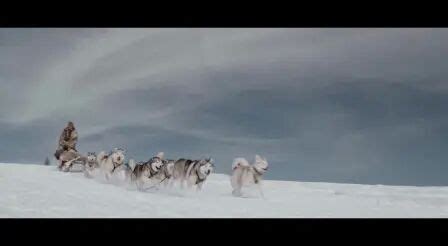 狗拉雪橇躲避雪崩的电影，一只狗拉雪橇带领躲避雪崩的电影