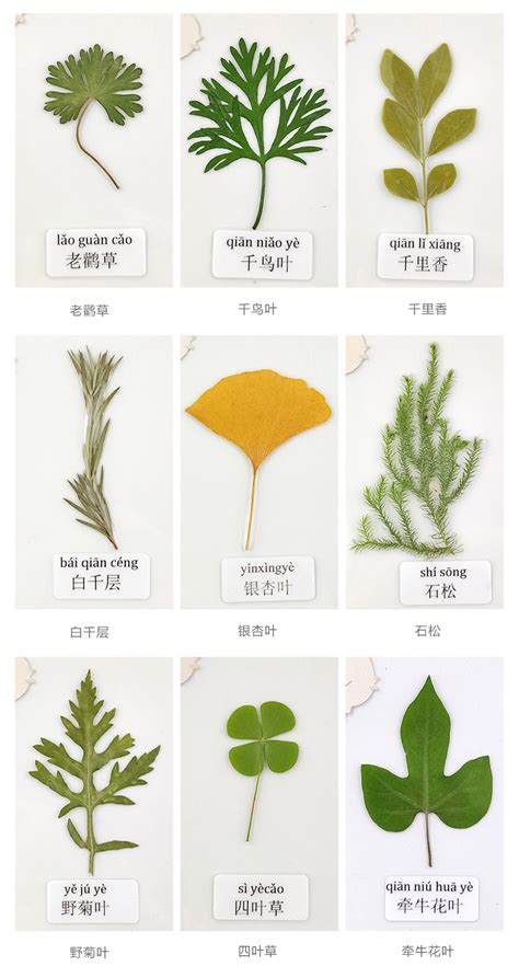 植物叶子的形状,分类,名称_大山谷图库