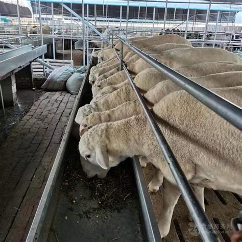 澳洲白羊小尾寒羊绵羊价格正规养殖场 山东菏泽 杜柏羊-食品商务网