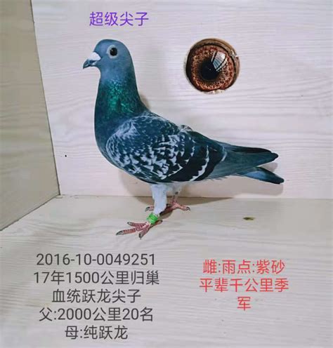 吴淞251 - 龙都赛鸽