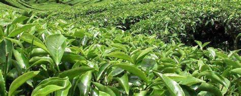 茶园“养羊控草”！ 景宁茶产业高质量绿色发展有妙招