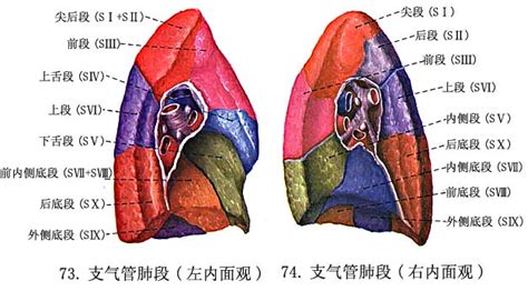 肺段解剖图图片