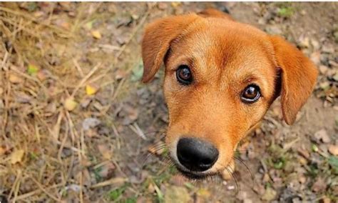 世界上10大性格最温顺的狗，金毛犬排在第一位(2)_巴拉排行榜