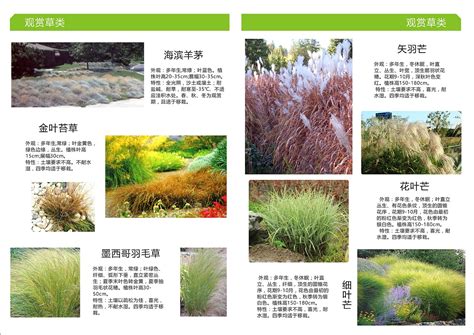 100种常见植物名称,4000种冷门植物名字,常见50种植物_大山谷图库