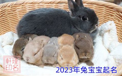2023年兔宝宝起名