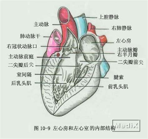 左心房和左心室的内部结构
