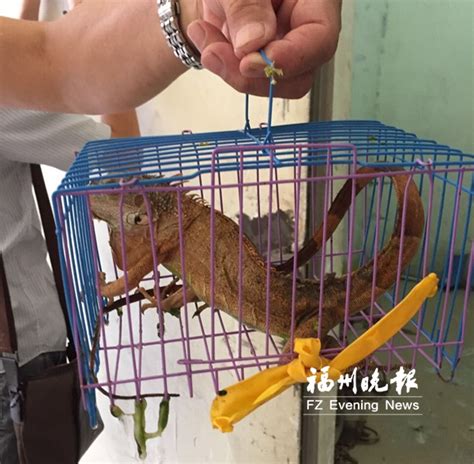 “小怪物”闯进福清村民家 绿鬣蜥被送往福州动物园 - 福州 - 东南网