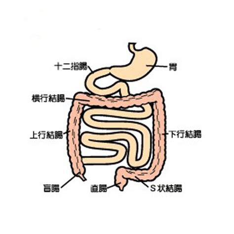 人体盲肠结构示意图-生理结构图,_医学图库