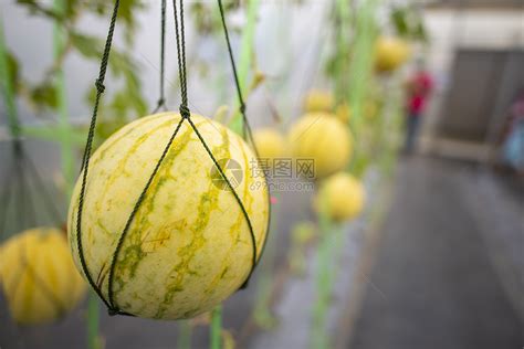 温室西瓜栽培农业产业高清图片下载-正版图片300886980-摄图网