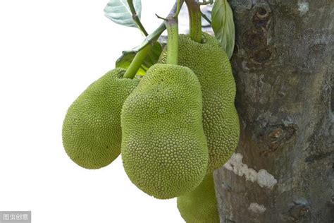 菠萝蜜的吃法有几种 菠萝蜜的几种吃法_知秀网