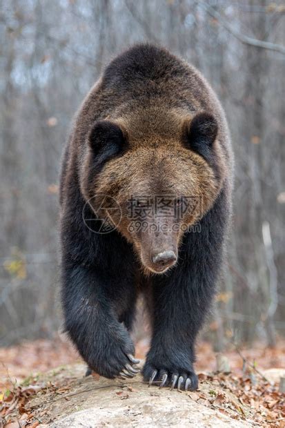 在秋天的森林里合上大棕熊高清图片下载-正版图片507460765-摄图网