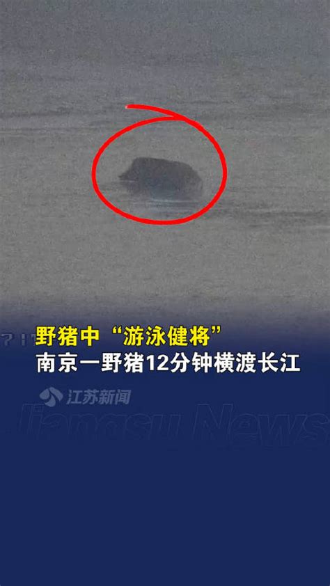 猪中"游泳健将"！南京一野猪12分钟丝滑横渡长江|长江|游泳|南京市_新浪新闻