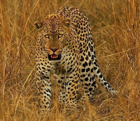野生猎豹图片-豹子的日常习性素材-高清图片-摄影照片-寻图免费打包下载