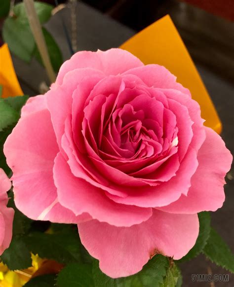 玫瑰 上午 露水 日出 花 芽 花瓣 粉红色 干图片免费下载 - 觅知网