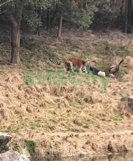 宁波雅戈尔动物园老虎咬人被击毙 专家：纯属“躺枪” 但该打还得打 | 每经网