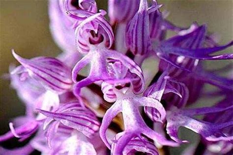 世界上最令人感到害羞的花朵：红门兰“裸男花”(2)_巴拉排行榜