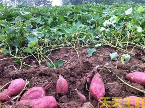 红薯育种的时间和苗床布置，种薯的处理方法和排种技术