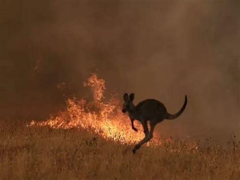 澳大利亚山火已肆虐4个多月 为什么到现在还不能被扑灭？_凤凰网视频_凤凰网