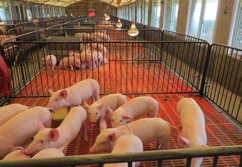 计划年出栏100万头生猪，海大集团推动罗定市养殖全产业链项目落地 - 猪好多网